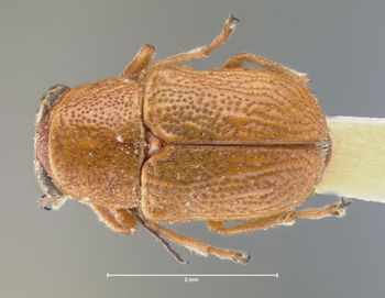 Media type: image; Entomology 8659   Aspect: habitus dorsal view